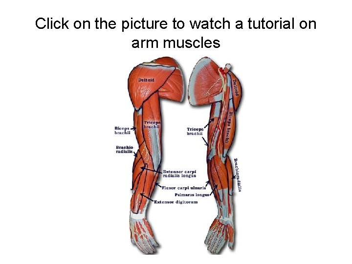 Click on the picture to watch a tutorial on arm muscles 