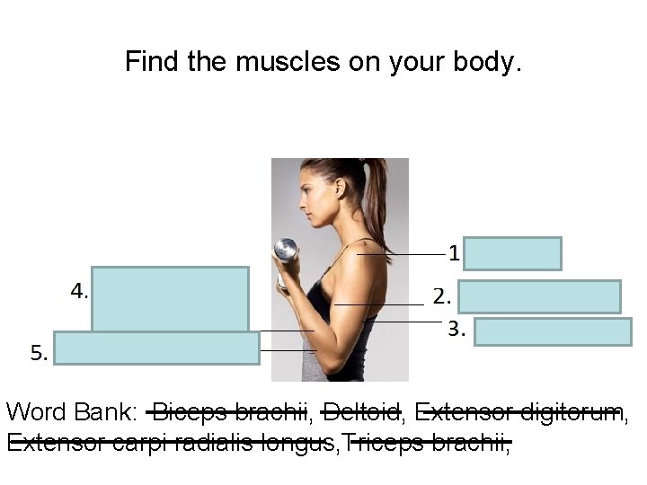 Find the muscles on your body. Word Bank: Biceps brachii, Deltoid, Extensor digitorum, Extensor