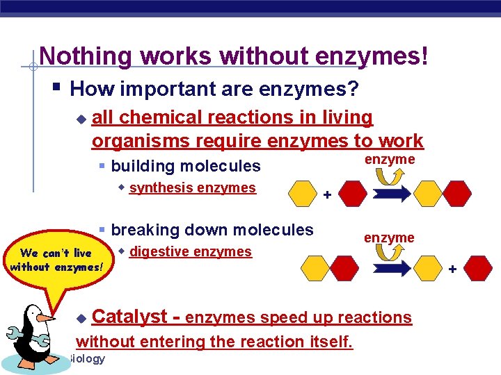 Enzymes Helper Protein molecules Regents Biology 2006 2007