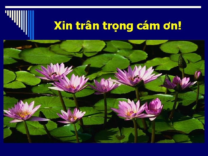 Xin trân trọng cám ơn! 