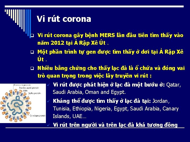 Vi rút corona q Vi rút corona gây bệnh MERS lần đầu tiên tìm