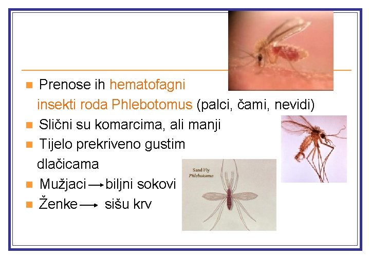 Prenose ih hematofagni insekti roda Phlebotomus (palci, čami, nevidi) n Slični su komarcima, ali
