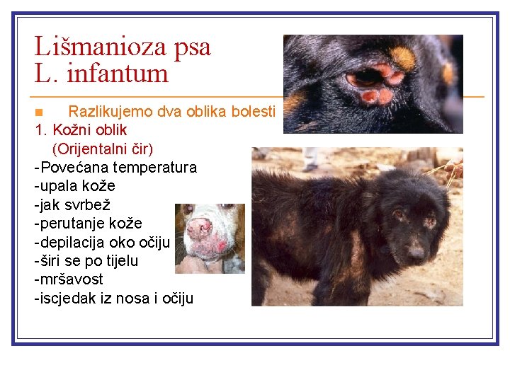 Lišmanioza psa L. infantum Razlikujemo dva oblika bolesti 1. Kožni oblik (Orijentalni čir) -Povećana