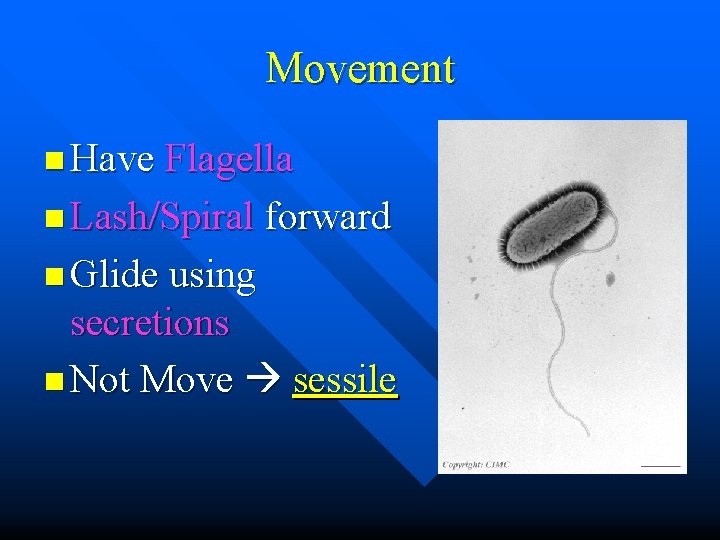 Movement n Have Flagella n Lash/Spiral forward n Glide using secretions n Not Move