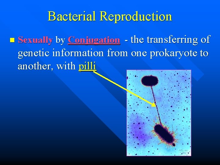 Bacterial Reproduction n Sexually by Conjugation - the transferring of genetic information from one