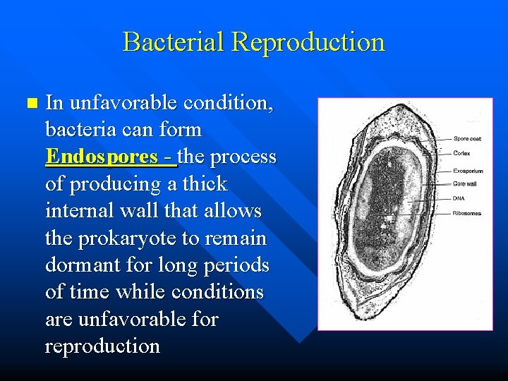 Bacterial Reproduction n In unfavorable condition, bacteria can form Endospores - the process of