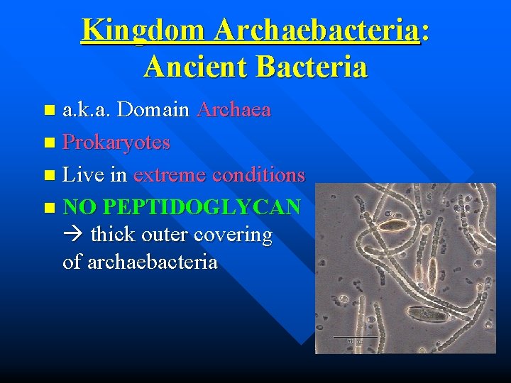 Kingdom Archaebacteria: Ancient Bacteria a. k. a. Domain Archaea n Prokaryotes n Live in