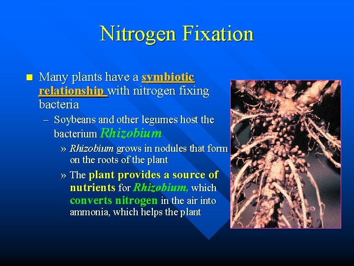 Nitrogen Fixation n Many plants have a symbiotic relationship with nitrogen fixing bacteria –