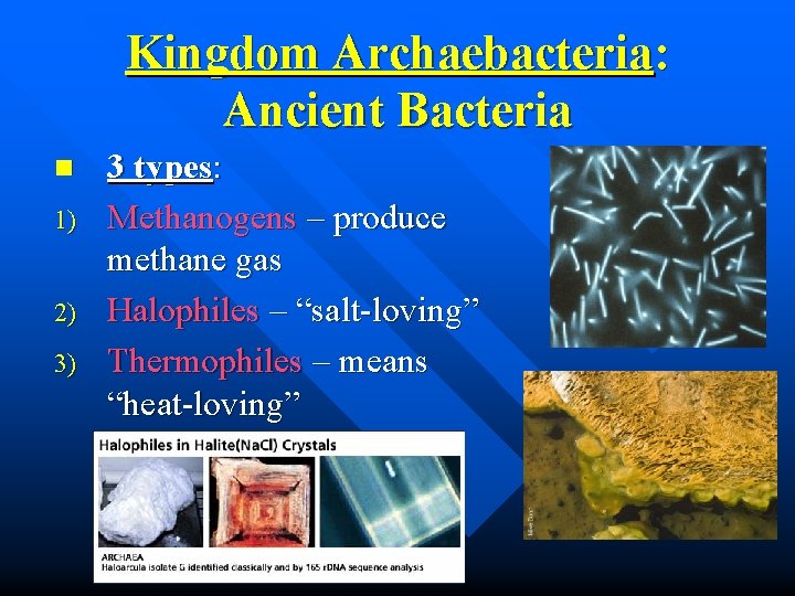 Unit 5 Classification Kingdom Archaebacteria Kingdom