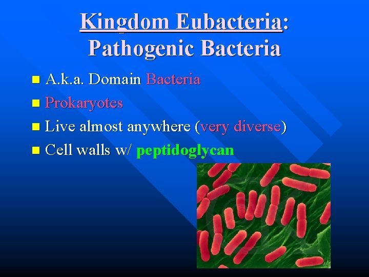 Kingdom Eubacteria: Pathogenic Bacteria A. k. a. Domain Bacteria n Prokaryotes n Live almost