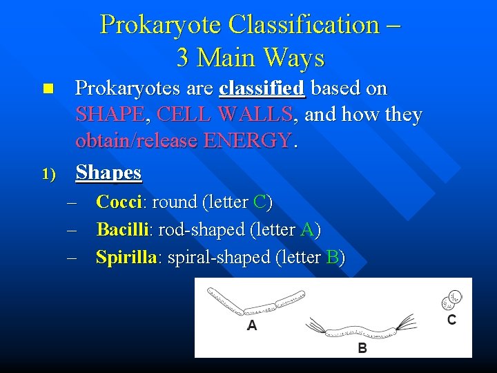 Prokaryote Classification – 3 Main Ways n 1) Prokaryotes are classified based on SHAPE,