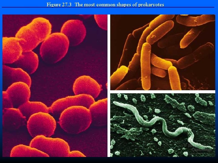 Figure 27. 3 The most common shapes of prokaryotes 