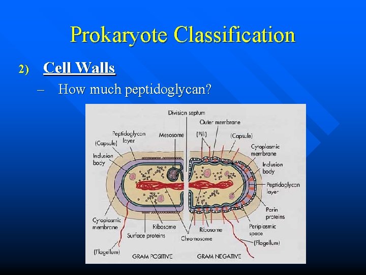 Prokaryote Classification 2) Cell Walls – How much peptidoglycan? 