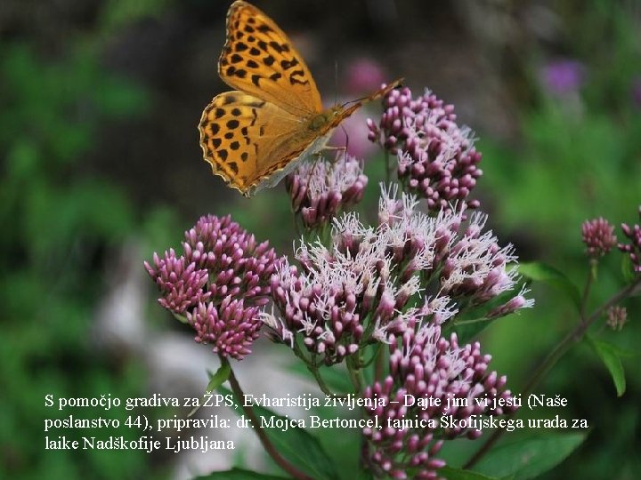 S pomočjo gradiva za ŽPS, Evharistija življenja – Dajte jim vi jesti (Naše poslanstvo