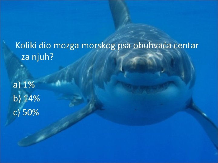 Koliki dio mozga morskog psa obuhvaća centar za njuh? a) 1% b) 14% c)