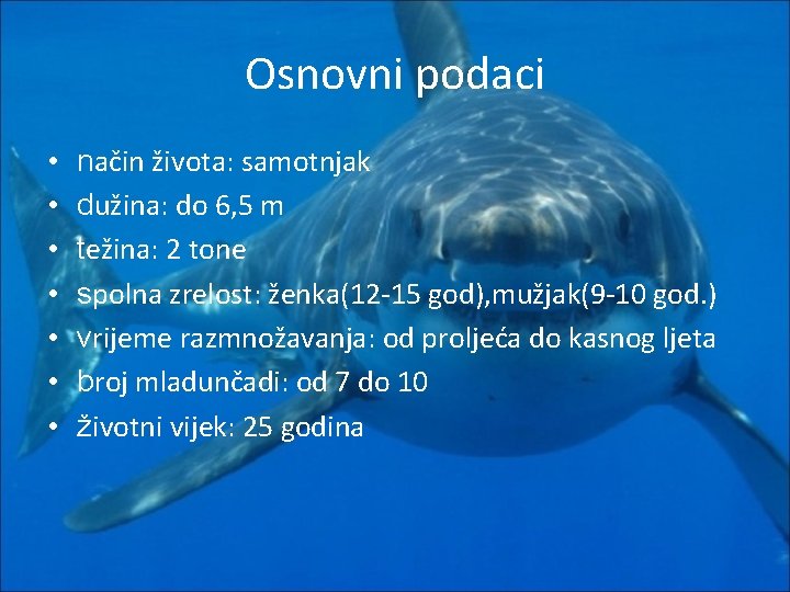 Osnovni podaci • • način života: samotnjak dužina: do 6, 5 m težina: 2