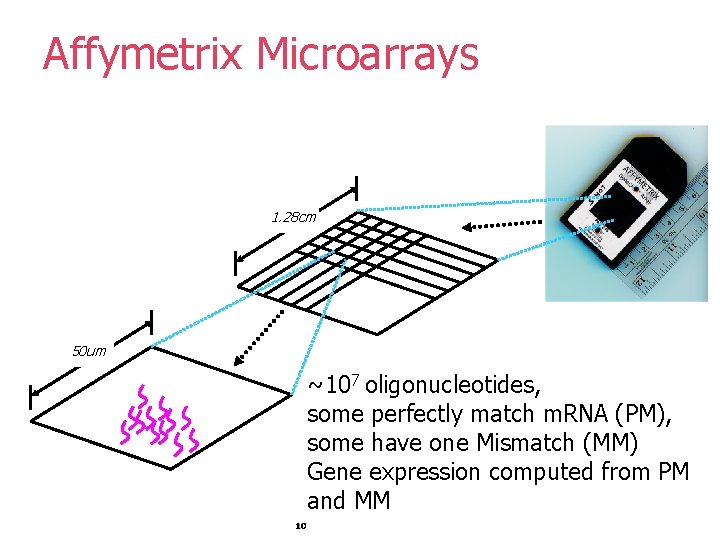 Affymetrix Microarrays 1. 28 cm 50 um ~107 oligonucleotides, some perfectly match m. RNA Affymetrix Microarrays 1. 28 cm 50 um ~107 oligonucleotides, some perfectly match m. RNA