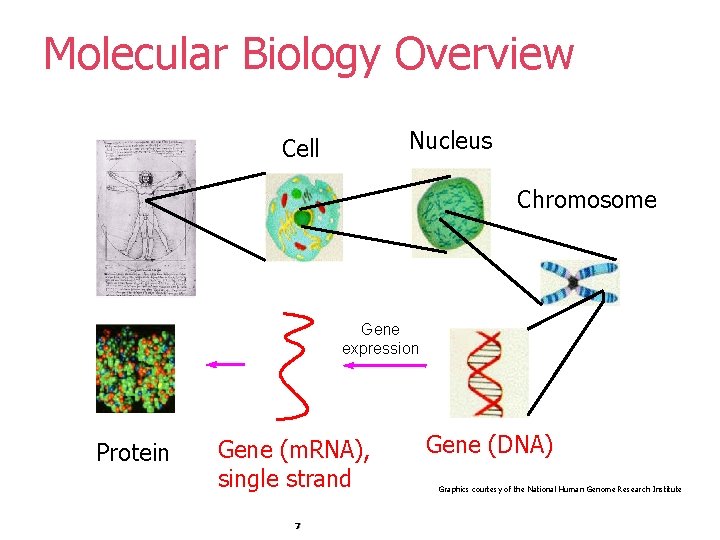Molecular Biology Overview Nucleus Cell Chromosome Gene expression Protein Gene (m. RNA), single strand Molecular Biology Overview Nucleus Cell Chromosome Gene expression Protein Gene (m. RNA), single strand