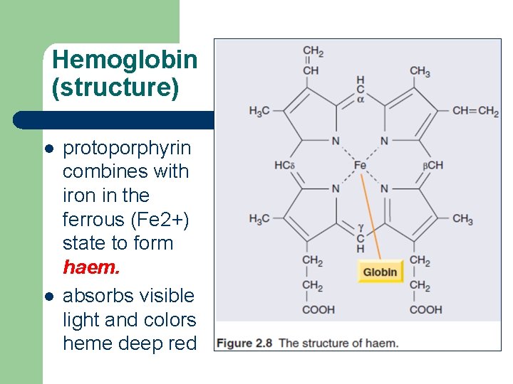 Hemoglobin (structure) l l protoporphyrin combines with iron in the ferrous (Fe 2+) state