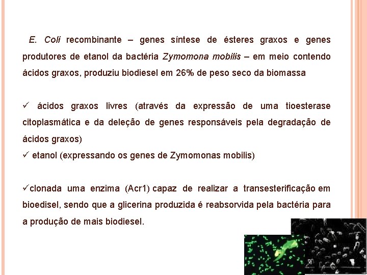 E. Coli recombinante – genes síntese de ésteres graxos e genes produtores de etanol