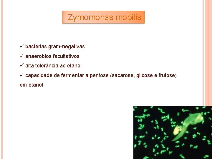 Zymomonas mobilis ü bactérias gram-negativas ü anaerobios facultativos ü alta tolerância ao etanol ü
