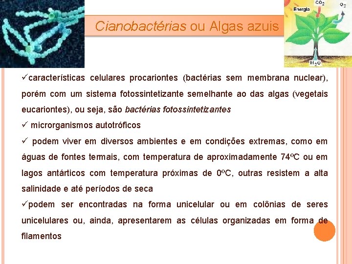 Cianobactérias ou Algas azuis ücaracterísticas celulares procariontes (bactérias sem membrana nuclear), porém com um