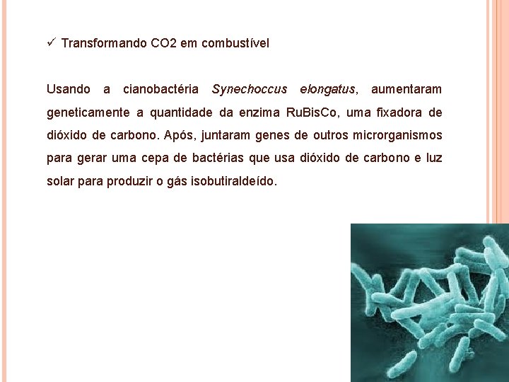 ü Transformando CO 2 em combustível Usando a cianobactéria Synechoccus elongatus, aumentaram geneticamente a