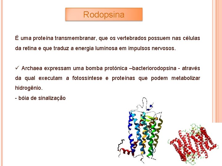 Rodopsina É uma proteína transmembranar, que os vertebrados possuem nas células da retina e