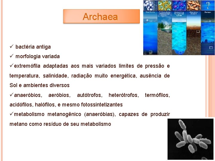 Archaea ü bactéria antiga ü morfologia variada üextremófila adaptadas aos mais variados limites de