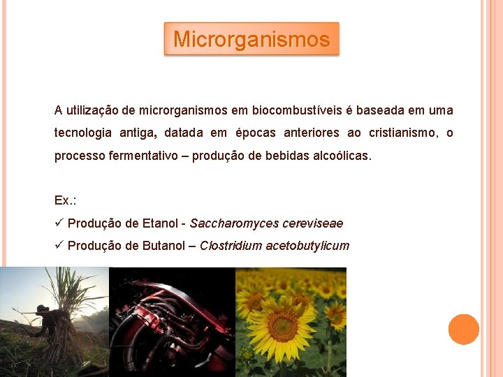 Microrganismos A utilização de microrganismos em biocombustíveis é baseada em uma tecnologia antiga, datada