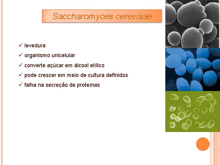 Saccharomyces cerevisae ü levedura ü organismo unicelular ü converte açúcar em álcool etílico ü