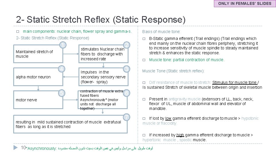 ONLY IN FEMALES’ SLIDES 2 - Static Stretch Reflex (Static Response) � main components: