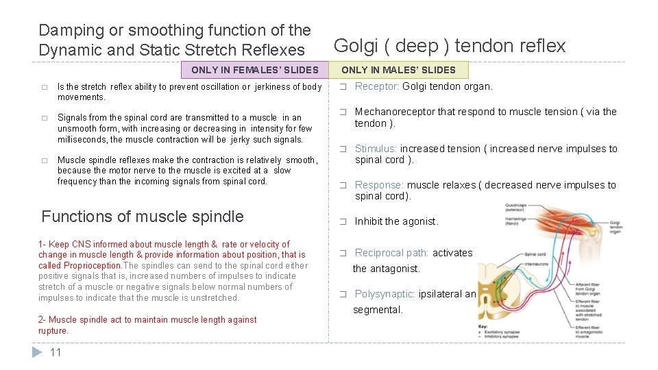 Damping or smoothing function of the Dynamic and Static Stretch Reflexes ONLY IN FEMALES’
