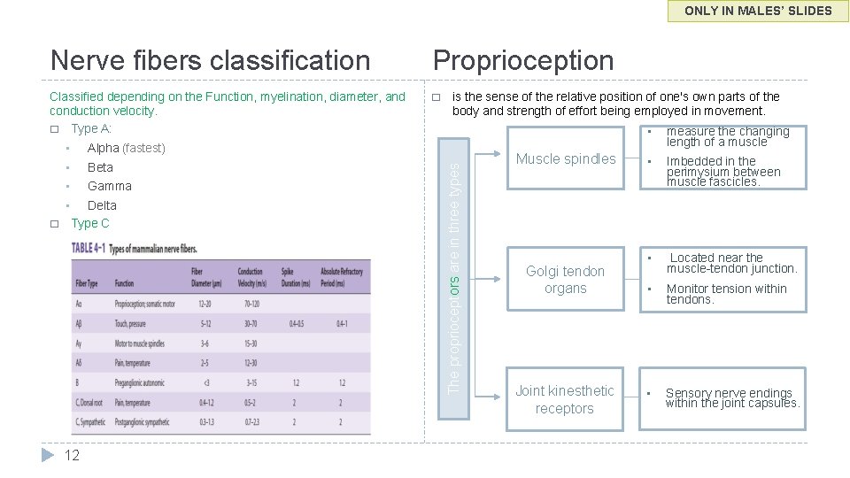 ONLY IN MALES’ SLIDES Nerve fibers classification Proprioception Classified depending on the Function, myelination,