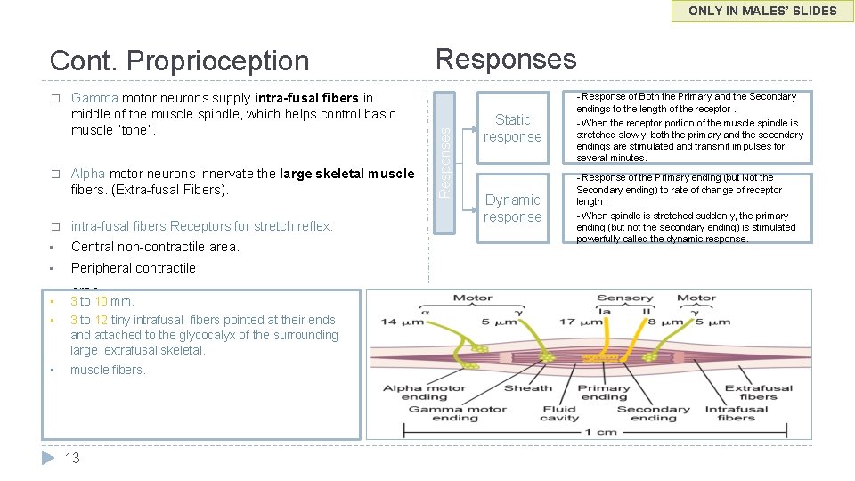 ONLY IN MALES’ SLIDES � � Gamma motor neurons supply intra-fusal fibers in middle