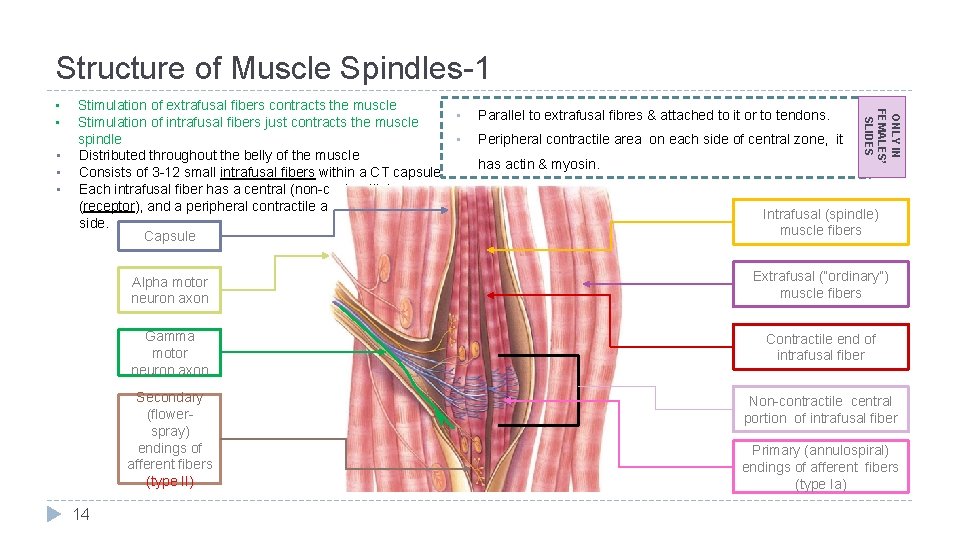 Structure of Muscle Spindles-1 • • • Stimulation of extrafusal fibers contracts the muscle