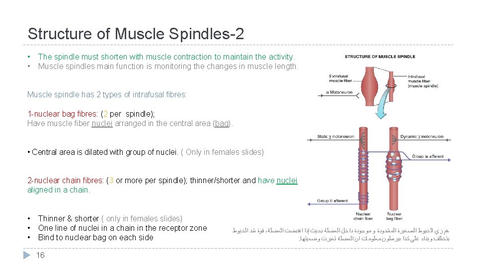 Structure of Muscle Spindles-2 • • The spindle must shorten with muscle contraction to