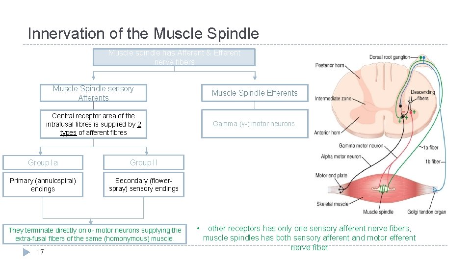 Innervation of the Muscle Spindle Muscle spindle has Afferent & Efferent nerve fibers Muscle