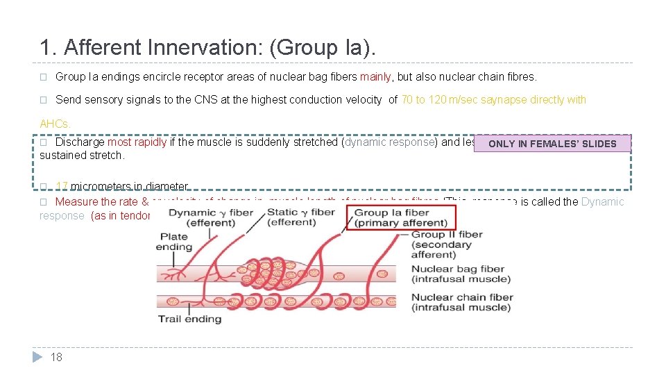 1. Afferent Innervation: (Group Ia). � Group Ia endings encircle receptor areas of nuclear