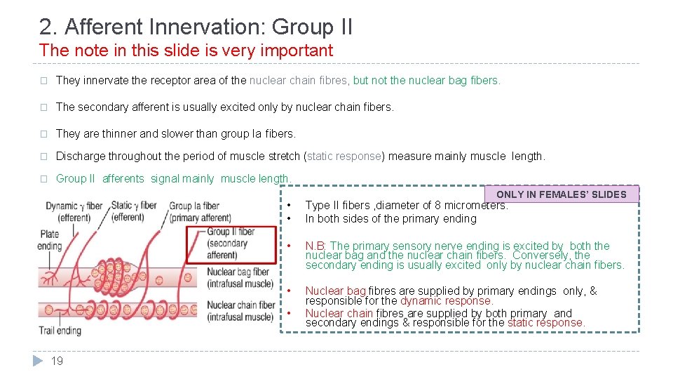 2. Afferent Innervation: Group II The note in this slide is very important �