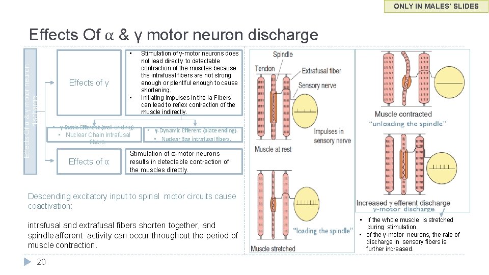 ONLY IN MALES’ SLIDES Effects Of α & γ motor neuron discharge • Effects