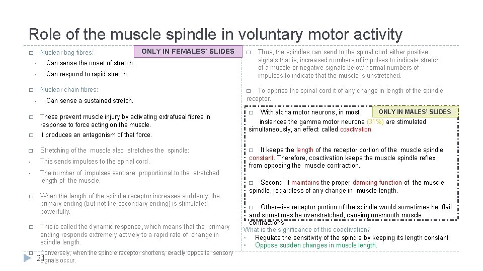 Role of the muscle spindle in voluntary motor activity Nuclear bag fibres: � •