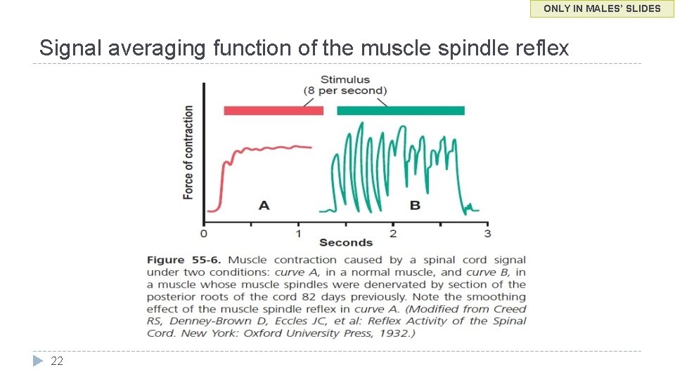 ONLY IN MALES’ SLIDES Signal averaging function of the muscle spindle reflex 22 