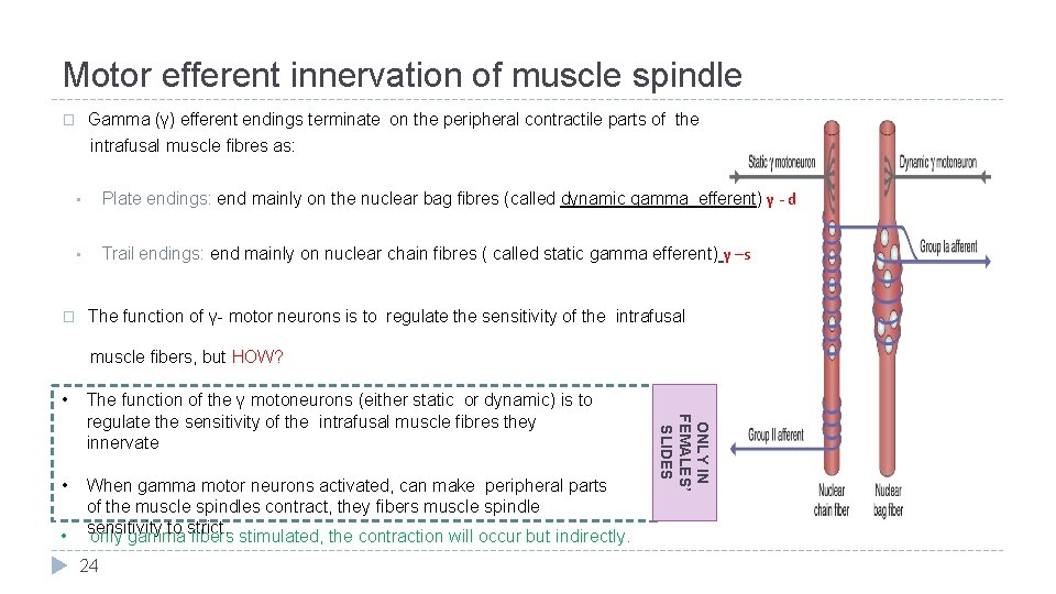 Motor efferent innervation of muscle spindle Gamma (γ) efferent endings terminate on the peripheral