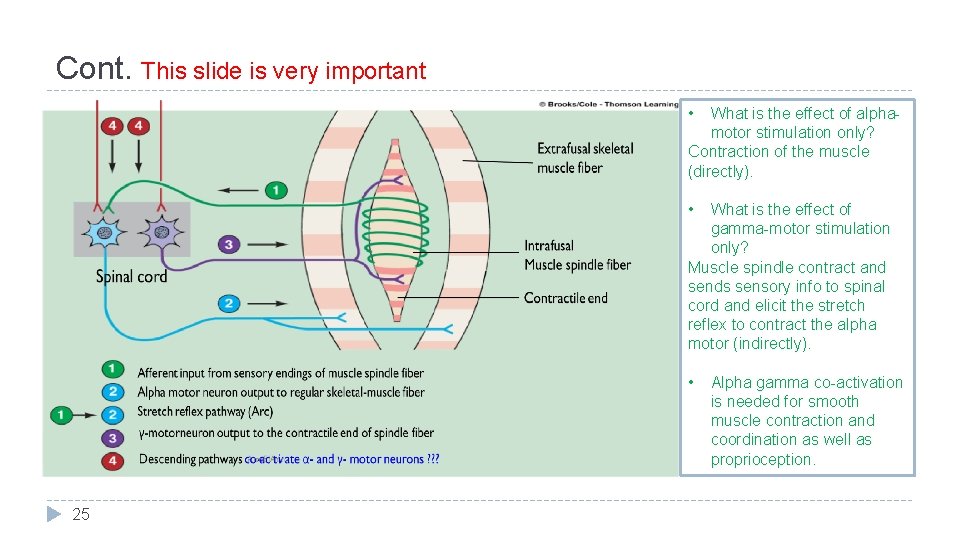 Cont. This slide is very important • What is the effect of alphamotor stimulation