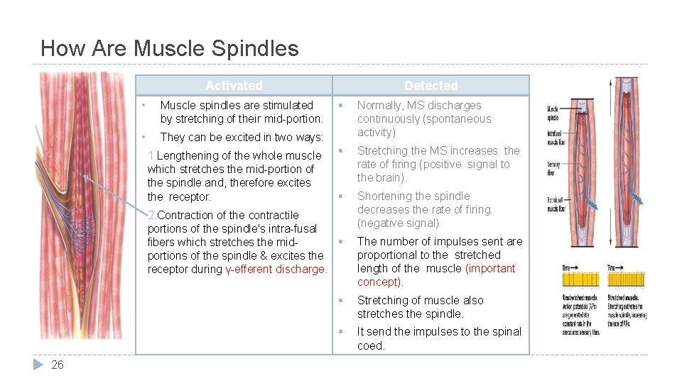 How Are Muscle Spindles Activated • Muscle spindles are stimulated by stretching of their