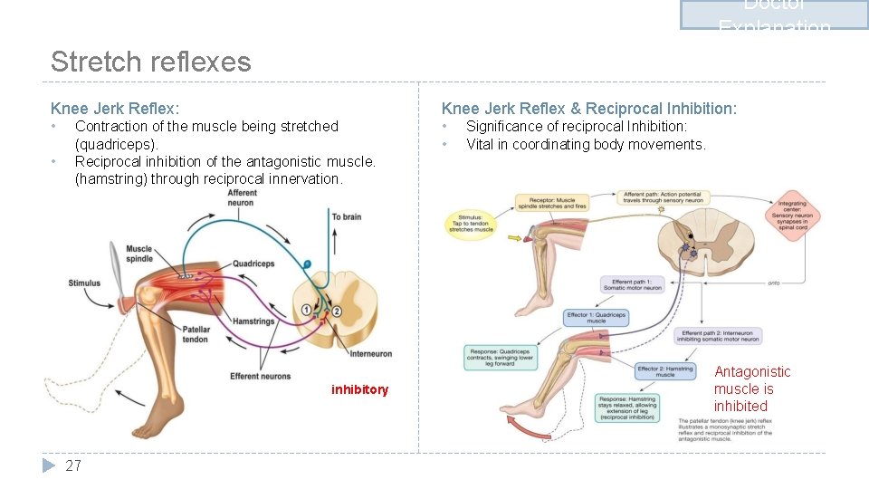 Doctor Explanation Stretch reflexes Knee Jerk Reflex: Knee Jerk Reflex & Reciprocal Inhibition: •