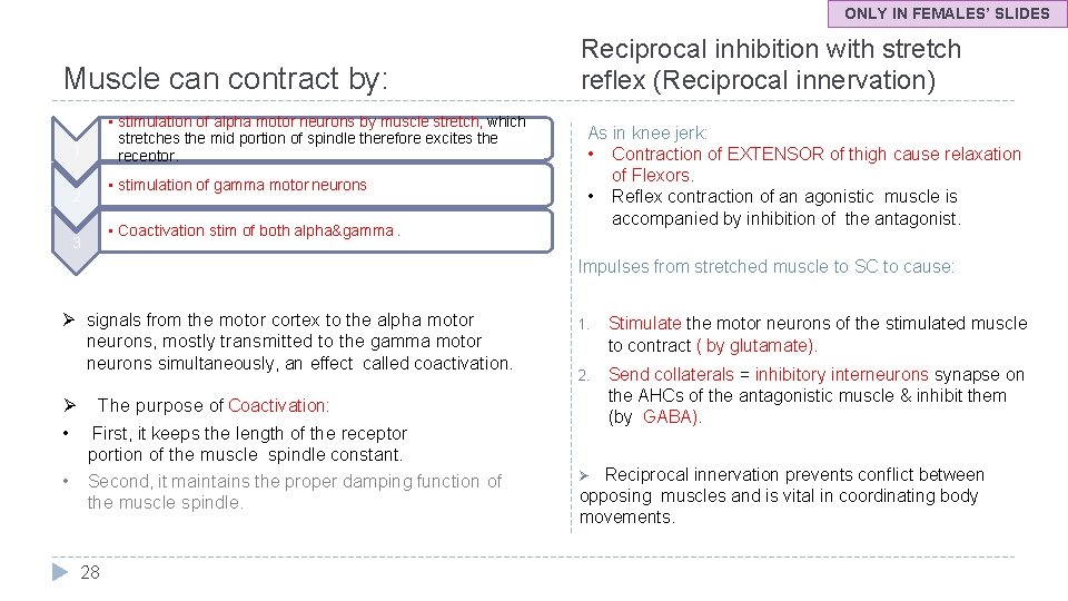 ONLY IN FEMALES’ SLIDES Muscle can contract by: 1 2 3 • stimulation of