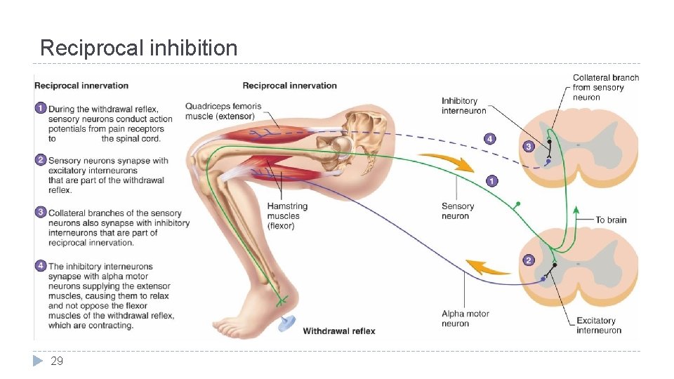 Reciprocal inhibition 29 