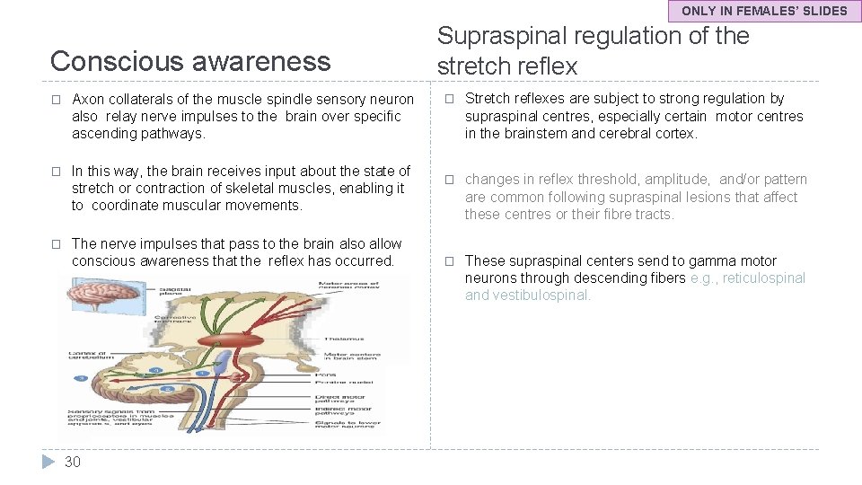 ONLY IN FEMALES’ SLIDES Conscious awareness � Axon collaterals of the muscle spindle sensory